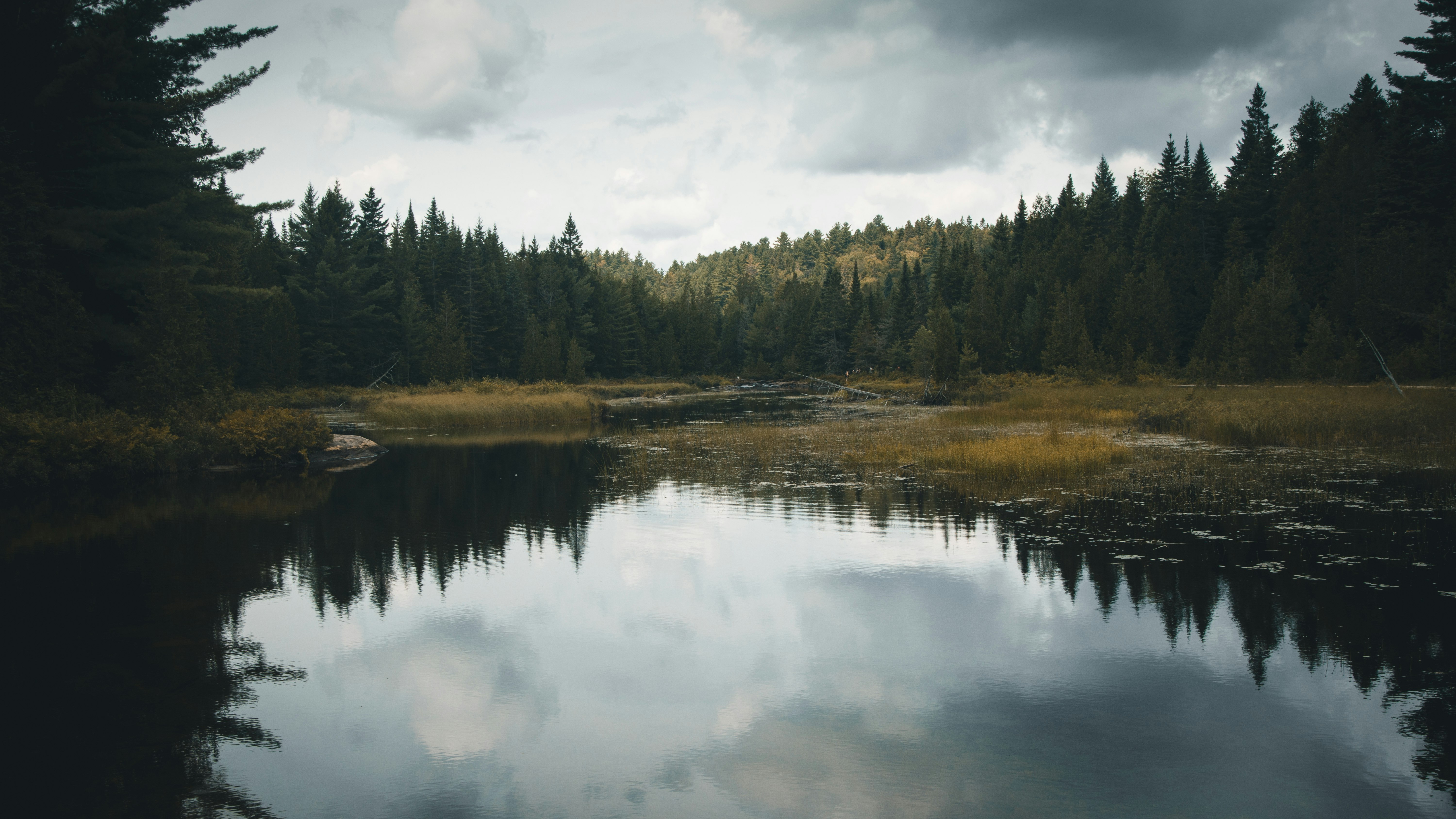 green trees beside river under cloudy sky during daytime